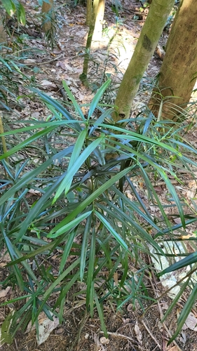 Podocarpus rumphii, photograph 1