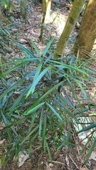 Podocarpus rumphii