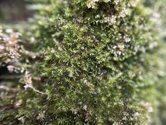 Eucladium verticillatum