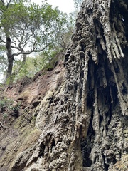 Eucladium verticillatum