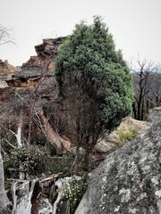 Callitris rhomboidea