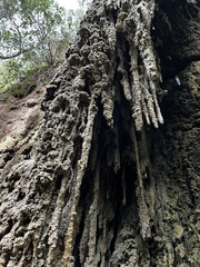 Eucladium verticillatum