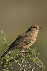 Mirafra fasciolata fasciolata