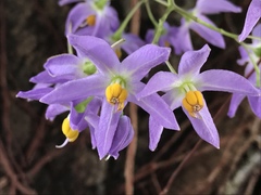 Solanum seaforthianum