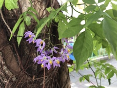 Solanum seaforthianum