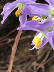 Solanum seaforthianum