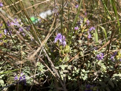 Veronica pimeleoides pimeleoides