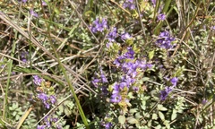 Veronica pimeleoides pimeleoides