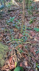 Bromheadia finlaysoniana