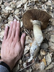 Cortinarius infractus