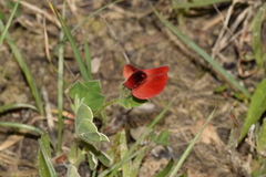 Lotus tetragonolobus