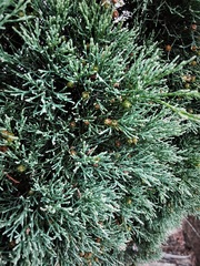 Callitris rhomboidea