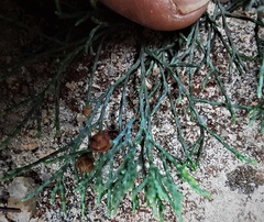 Callitris rhomboidea