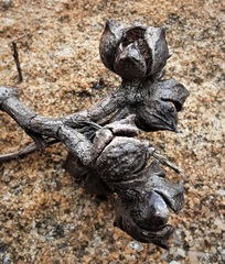 Callitris rhomboidea