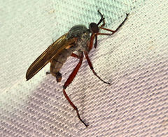 Empis spectabilis