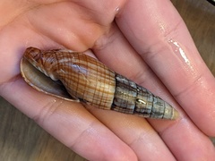 Isara glabra