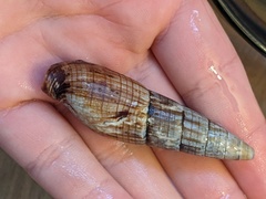 Isara glabra