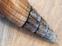 Isara glabra