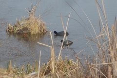 Fulica atra