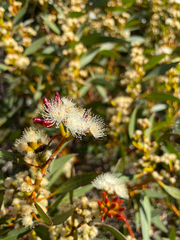 Eucalyptus uncinata uncinata
