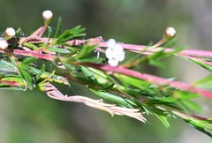 Baeckea linifolia