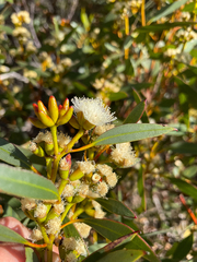 Eucalyptus uncinata uncinata