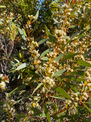 Eucalyptus uncinata uncinata