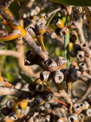 Eucalyptus uncinata uncinata