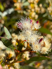 Eucalyptus uncinata uncinata