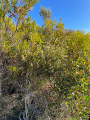 Eucalyptus uncinata uncinata