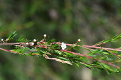 Baeckea linifolia