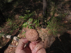 Boletellus ananas
