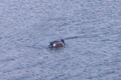 Spatula clypeata