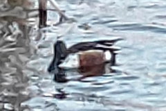 Spatula clypeata