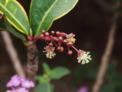 Codiaeum variegatum pictum