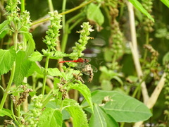 Diplacodes haematodes