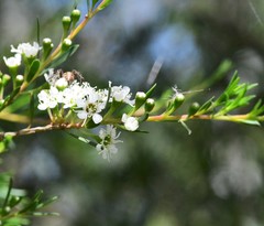Baeckea linifolia