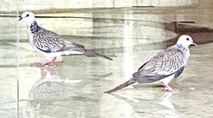 Streptopelia chinensis