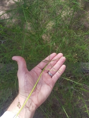 Platysace linearifolia