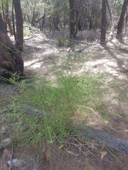 Platysace linearifolia