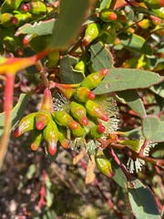 Eucalyptus angulosa