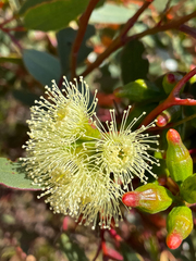 Eucalyptus angulosa
