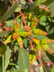 Eucalyptus angulosa