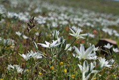 Ornithogalum navaschinii