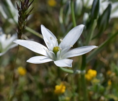 Ornithogalum navaschinii