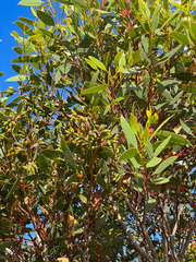 Eucalyptus angulosa