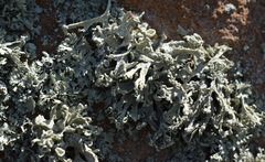 Ramalina capitata