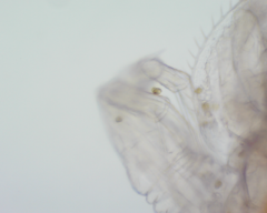 Colacium vesiculosum