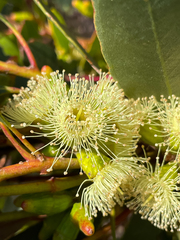 Eucalyptus angulosa