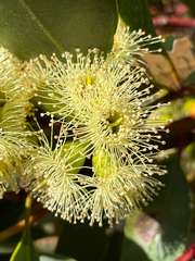 Eucalyptus angulosa